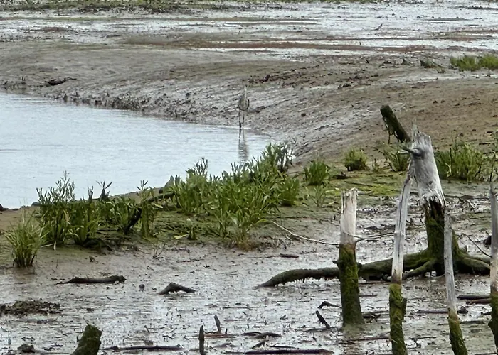 Holiday home Maison Cosy, Wifi Terrasse, Proche Plage, Gare, Centre *